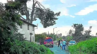 El cierzo derribó varios árboles en la carretera CV-314 de Movera a Pastriz.