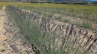El cultivo del lavandín gana cada vez más adeptos en Aragón