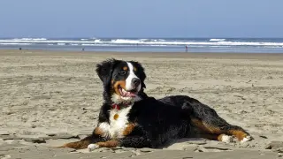¿Puedo ir a la playa con mi perro?
