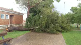 Un árbol caído en San Juan del Flumen a causa del viento.
