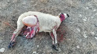 Una de las ovejas que han aparecido muertas en San Jorge.