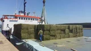 Las pacas de alfalfa se transportan en barcos, uno de las ventajas de la producción española, que cuenta con un gran sistema logístico.