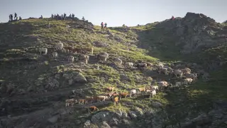 El ganado, atravesando la frontera por el ibón de Bernatuara
