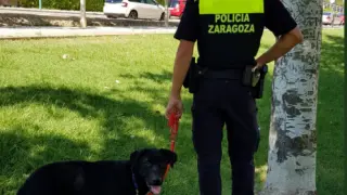 El animal ha sido encontrado por agentes de la Policía Local