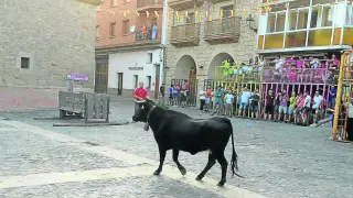 Tradicional suelta de vaquillas en la plaza de Cedrillas el sábado por la tarde.
