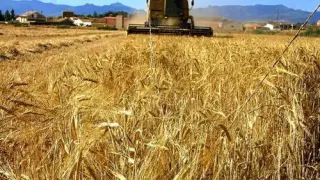 La producción de cereal ronda los 2,4 millones de toneladas en Aragón