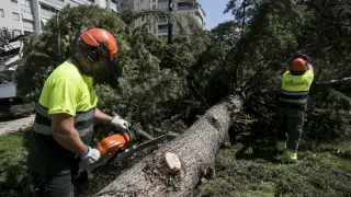 Continúan retirando árboles caídos tras la tormenta de hace diez días
