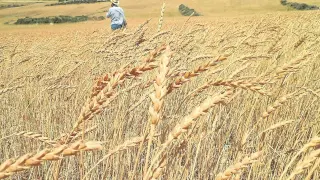 Campo de cultivo de trigo Aragón 03.