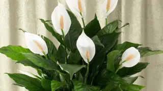 El espatifilo regala flores durante meses