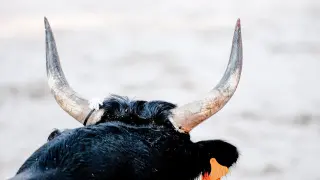 Detienen a un colombiano con esperma de toro de contrabando en Panamá