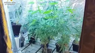 La Guardia Civil se incautaron de dos plantaciones de marihuana.