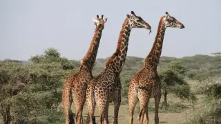 La jirafa provocó lesiones graves a la mujer y su hijo.