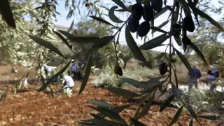 El cultivo del olivar está presente en las tres provincias aragonesas.