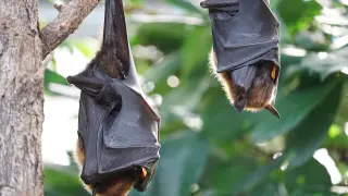 Imagen de archivo de dos murciélagos.