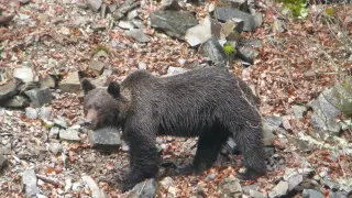Ejemplar de oso pardo
