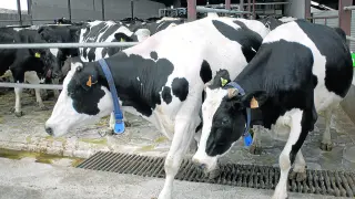 Los ganaderos de vacuno de leche llevan años reivindicando la obligación de ofrecer información sobre el origen en el etiquetado de la leche.