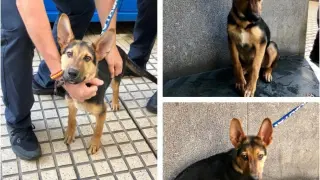 La Policía halla un perrito abandonado en un portal del centro de Zaragoza