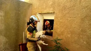 Los Bomberos de Tarazona han rescatado con vida al animal en una complicada operación tras el derrumbe de una casa en Novallas.