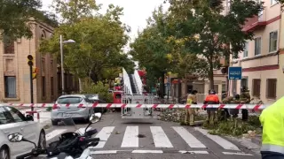La avenida América, cortada diez minutos por la caída de un árbol