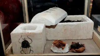 Se han descubierto "por primera vez" escarabajos momificados en esa área, así como decenas de momias de gatos y otros animales.