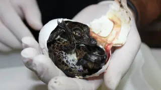 Uno de los huevos de cocodrilo, en el momento de eclosión
