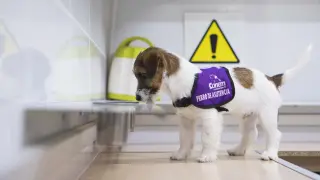 Uno de los cachorros olisquea una de las bandejas con isopreno en el laboratorio.