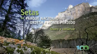 Portada del libro 'Setas del Parque Nacional de Ordesa y Monte Perdido. Tesoro a conservar', de Francisco Serrano.