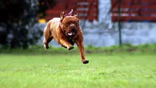 Un Dogo de Burdeos, corriendo.