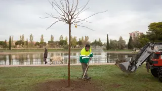Trabajos de replantación de árboles en el parque Tío Jorge