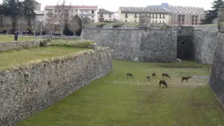 Los ciervos de la Ciudadela son uno de los atractivos de la ciudad de Jaca.