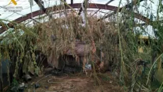La Guardia Civil localiza un invernadero de marihuana en una finca de Paracuellos de Jiloca.