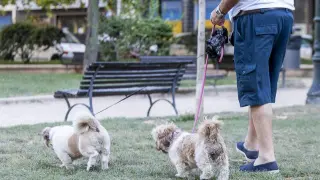 Perros en un parque