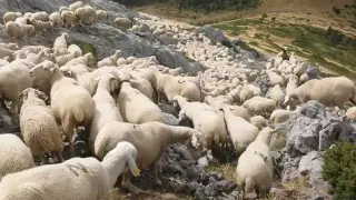 Un rebaño de ovejas en el Pirineo aragonés