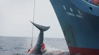 Foto de archivo de la caza de una ballena.
