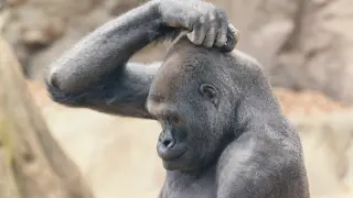 Un gorila se rasca la cabeza
