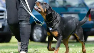Un perro rottweiler, de la misma raza que los perros que atacaron a un octogenario en Madrid.