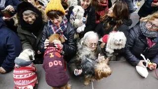 Las mascotas reciben la bendición de San Antón en Zaragoza