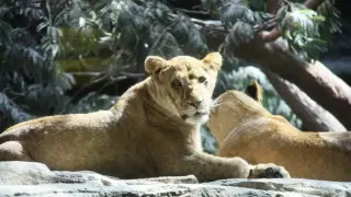 Dos leones, en un zoo.