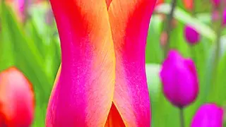 Llegan los tulipanes: ¿cómo elegir la mejor variedad?