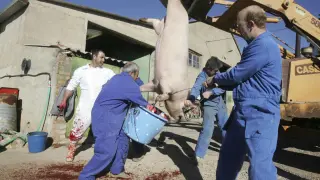 Una matacía particular en Bolea, en la que ya no se hace en público la muerte del cerdo.