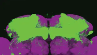 Expresión del gen nemuri (verde) en neuronas del cerebro de una mosca de la fruta