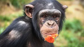 Una campaña cambia móviles viejos por el apadrinamiento de chimpancés