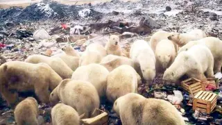 Los osos polares rebuscando comida en un vertedero del pueblo ruso.