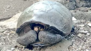 La tortuga encontrada en la isla de Fernandina