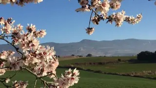 Andada popular para ver la floración del almendro en Ayerbe