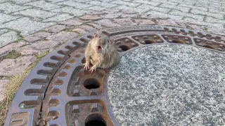 Rata atrapada en una alcantarilla.