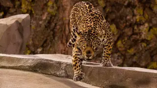 Foto de archivo de un jaguar