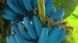 bluebanana