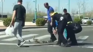 Agentes de la Policía de Zaragoza ayudan a una familia de patos a cruzar la calle.