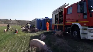 camion cerdos volcado